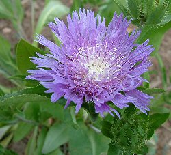 Stokesia laevis